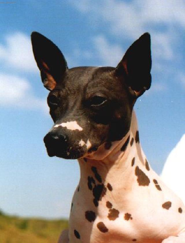 Fotky: Americk� bezsrst� teri�r (foto, obrazky)