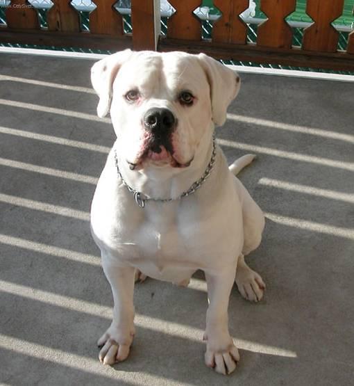 Fotky: Americk� bulldog (foto, obrazky)