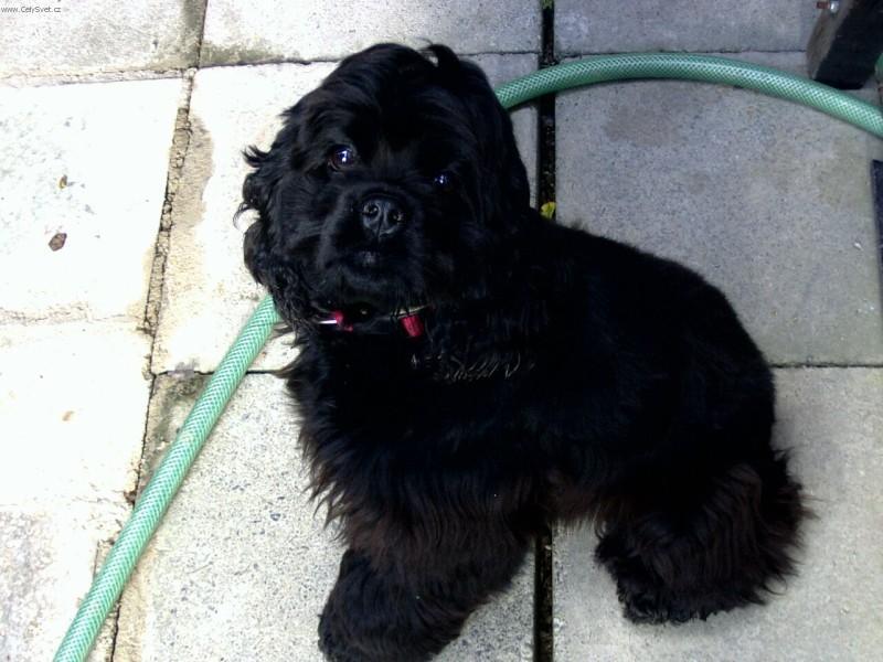 Fotky: Americk� kokr�pan�l (foto, obrazky)