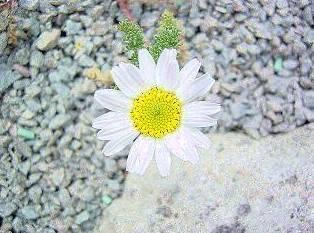 Foto: Anacyclus depressus