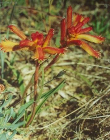 Fotky: Anigozantos, klokan� tlapka (foto, obrazky)