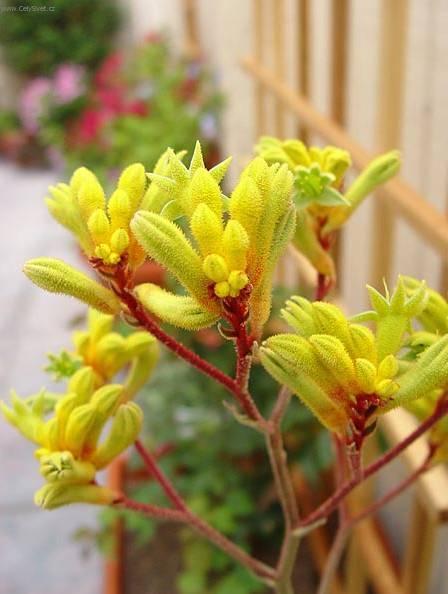 Fotky: Anigozantos, klokan� tlapka (foto, obrazky)