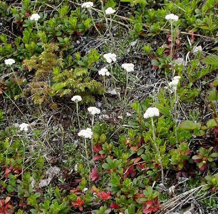 Foto: Koci�nek dvoudom�