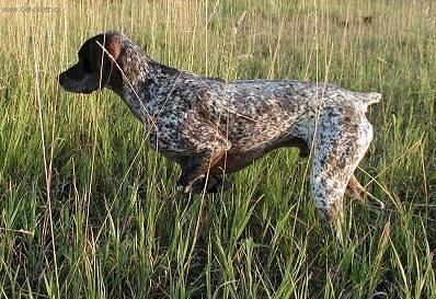 Fotky: Are�sk� brak (foto, obrazky)