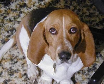 Foto: Art�sko-normandsk� basset