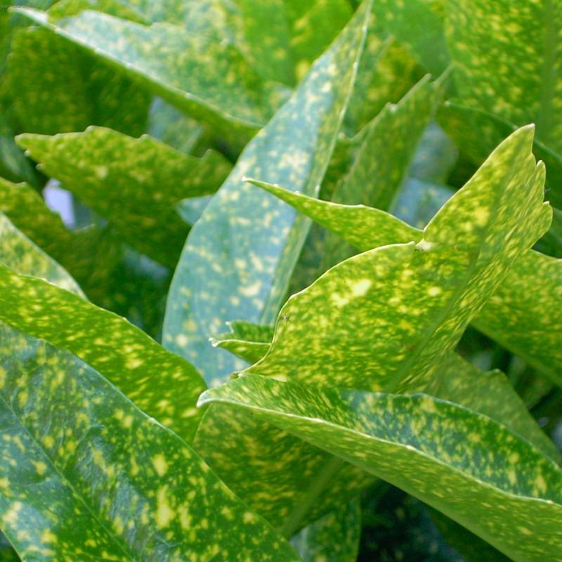 Fotky: Aukuba japonsk� (foto, obrazky)