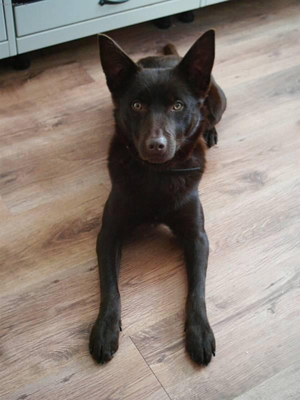 Fotky: Australsk� kelpie (foto, obrazky)