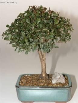 Fotky: Australsk� t�e�e� (foto, obrazky)