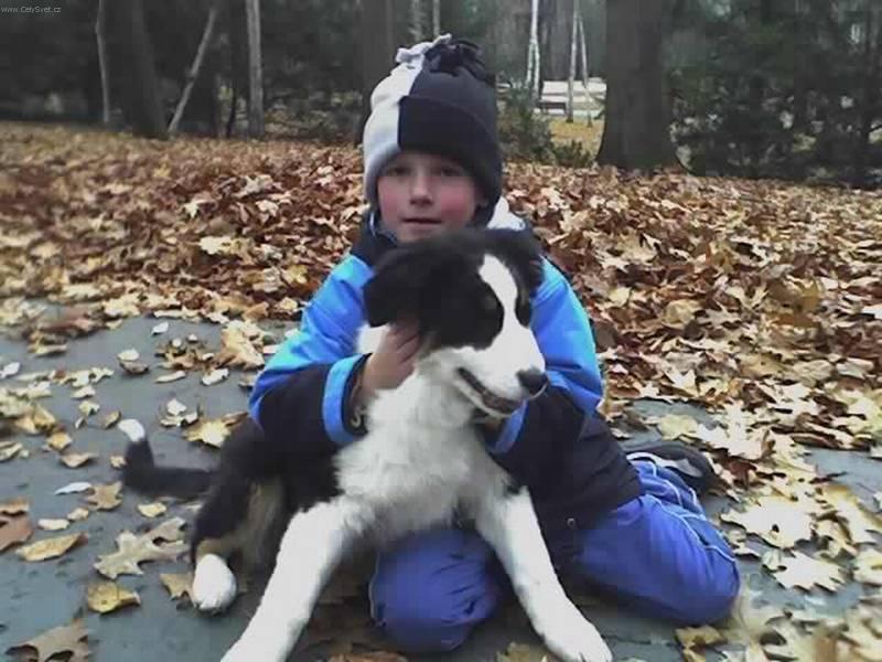 Fotky: Australsk� ov��k (foto, obrazky)