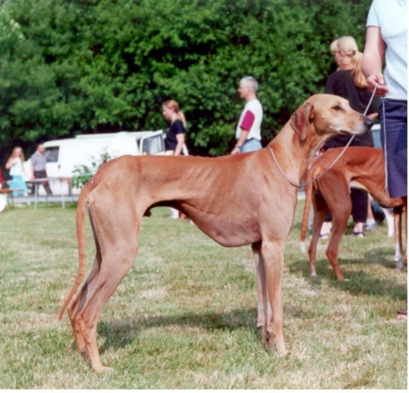 Fotky: Azavak, Azava�sk� chrt (foto, obrazky)