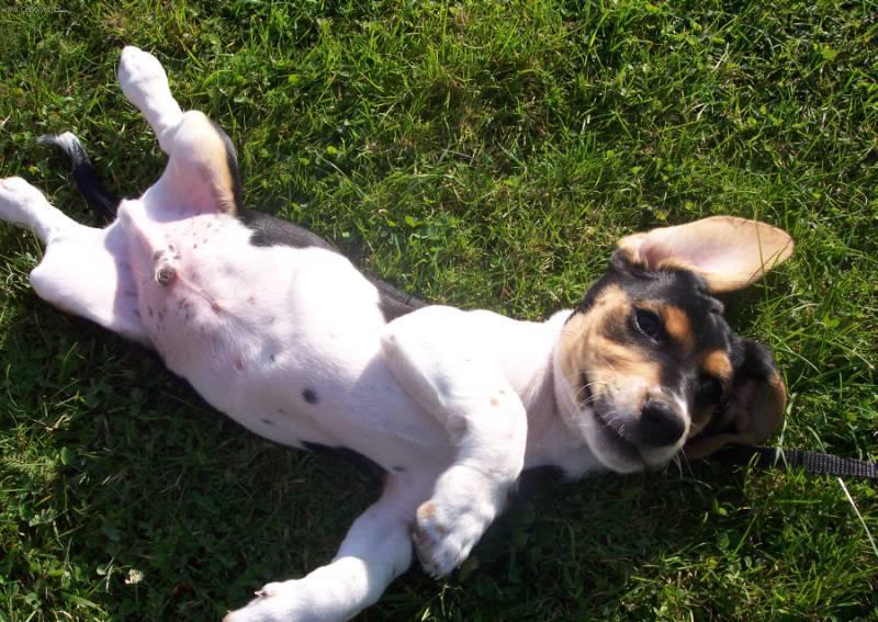 Fotky: B�gl (foto, obrazky)