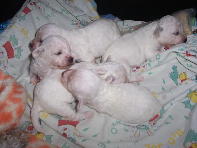 Fotky: Bi�onek (foto, obrazky)