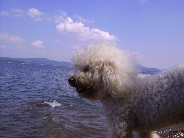 Fotky: Bi�onek (foto, obrazky)