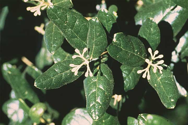 Foto: Boldovn�k Vonn�