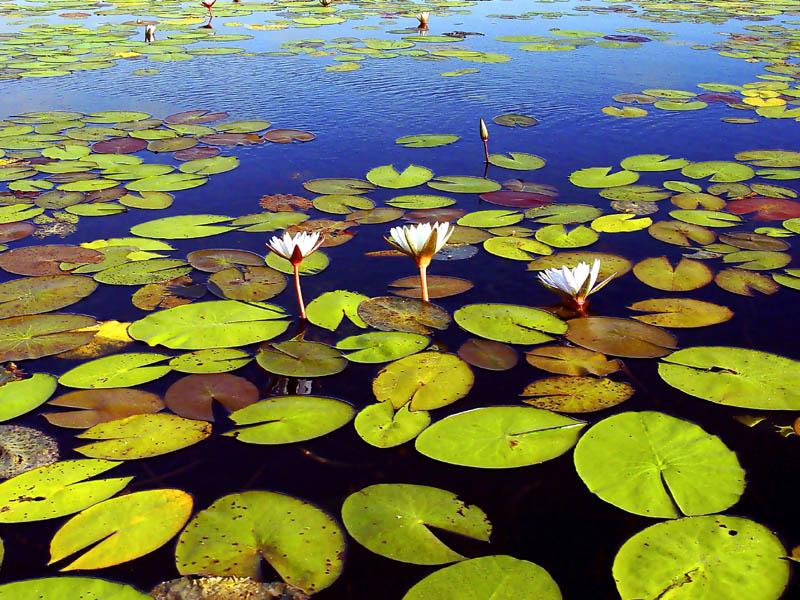 Foto: Botswana-Chobe
