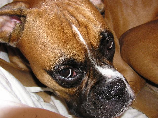 Fotky: N�meck� boxer (foto, obrazky)