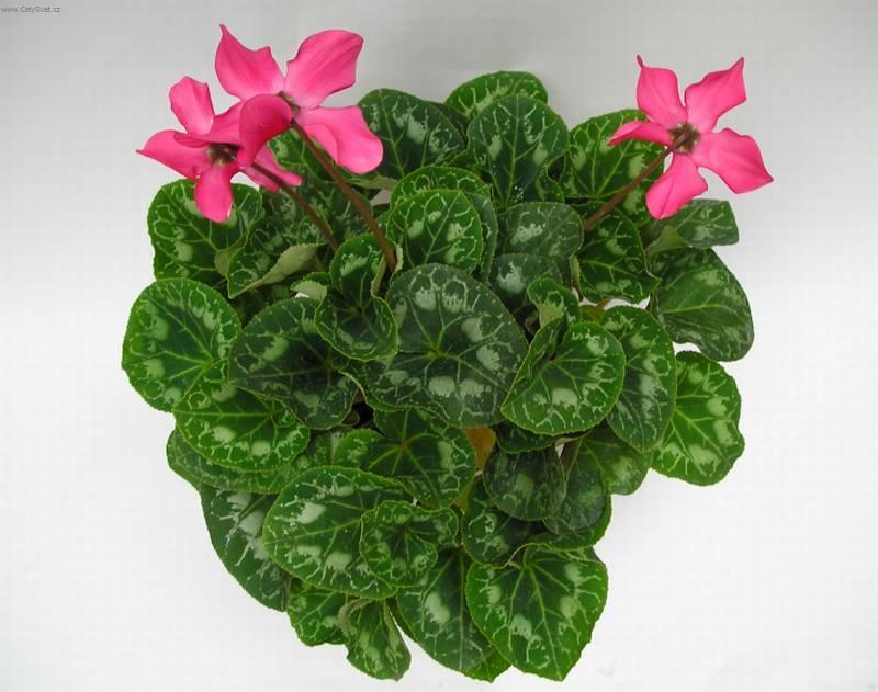 Fotky: Cikl�men, Brambo��k (foto, obrazky)