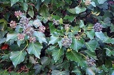 Fotky: B�e�an pop�nav� (foto, obrazky)