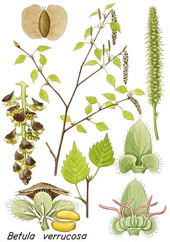 Foto: B��za bradavi�nat�