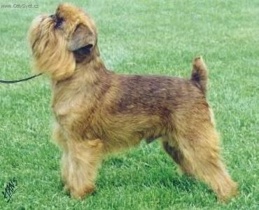 Foto: Bruselsk� grifonek