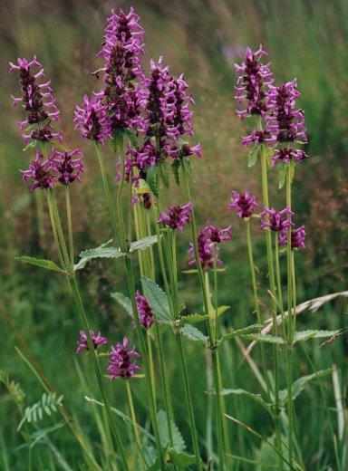 Fotky: Bukvice L�ka�sk� (foto, obrazky)