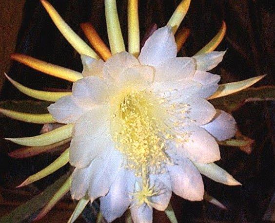Foto: Cereus