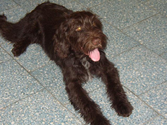 Fotky: �esk� fousek (foto, obrazky)