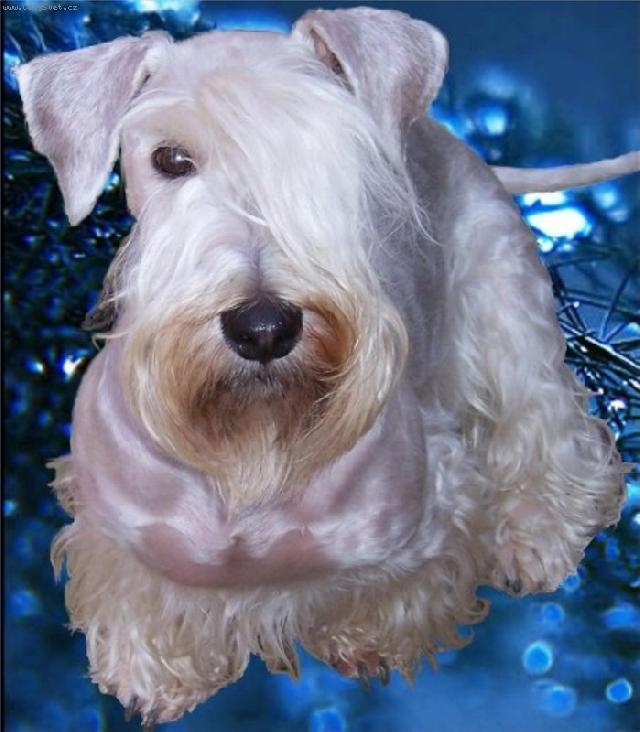 Fotky: �esk� teri�r (foto, obrazky)