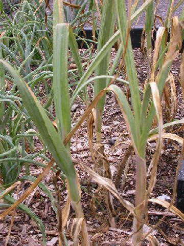 Fotky: �esnek kuchy�sk� (foto, obrazky)