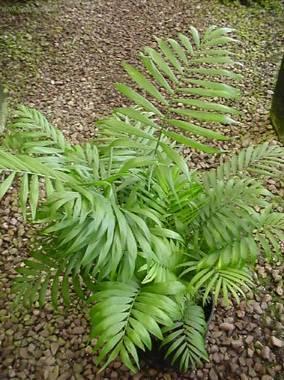Foto: Chamedorea, horska palma