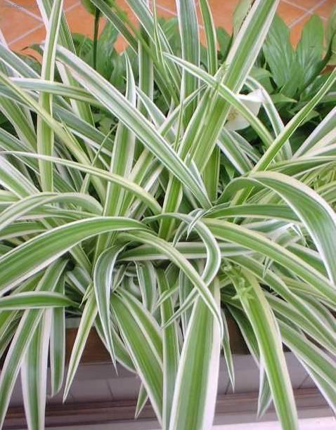 Foto: Chlorofytum, Zelenec