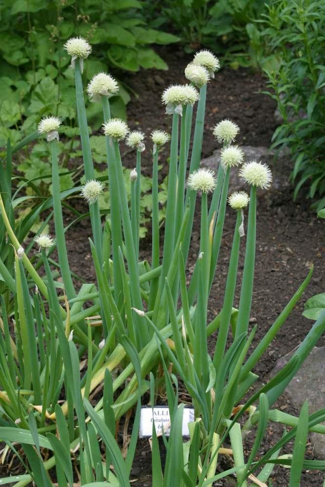 Foto: Cibule zimn� - se�ka