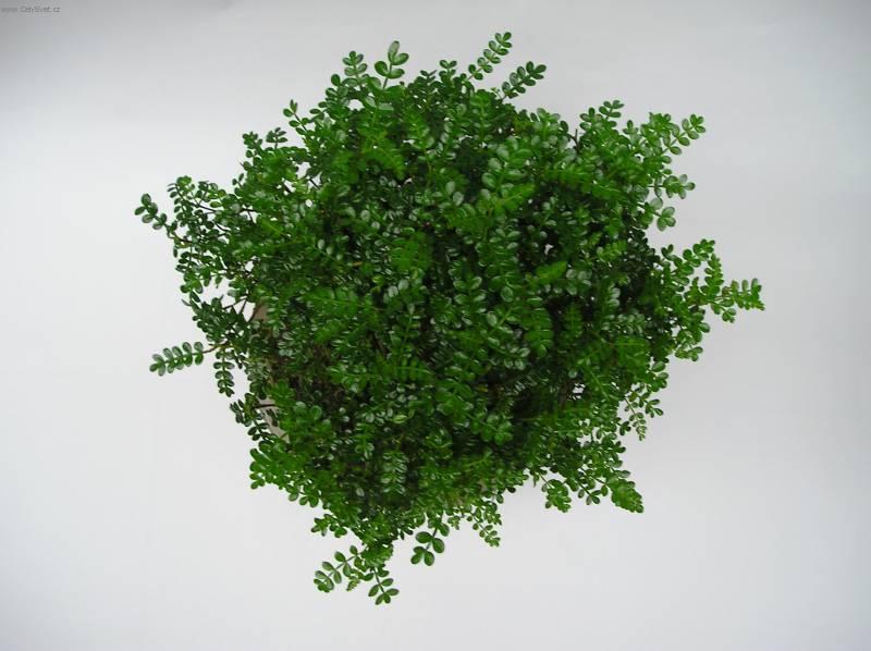 Fotky: ��nsk� pep� (foto, obrazky)