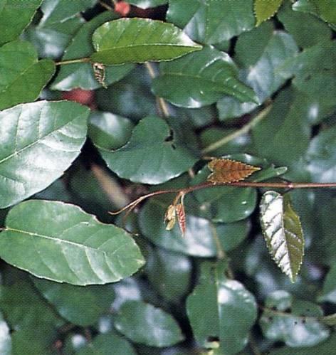 Foto: Cisus, �umen