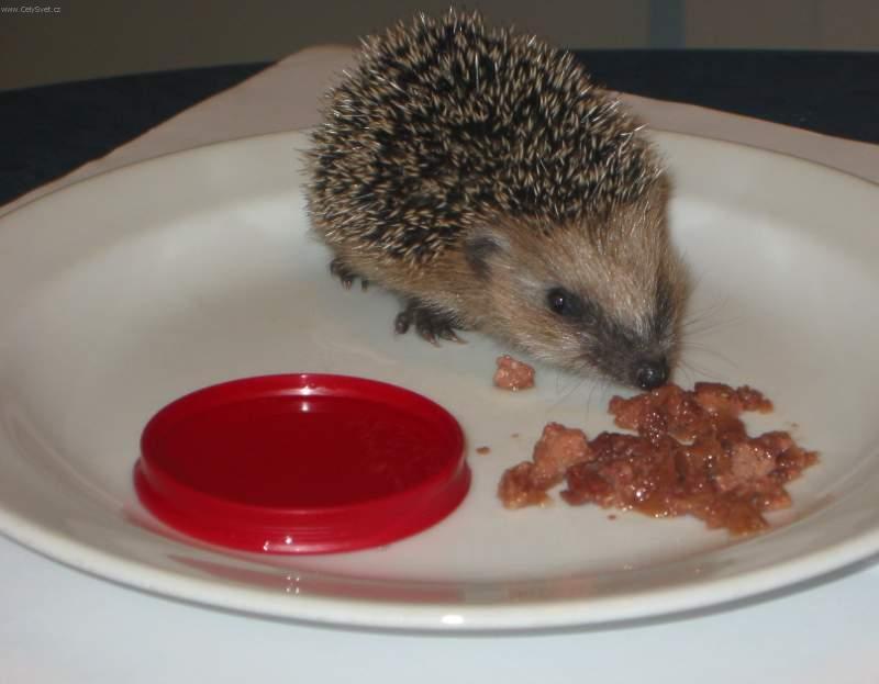 Foto: Co ud�lat pro nalezen�ho je�ka?