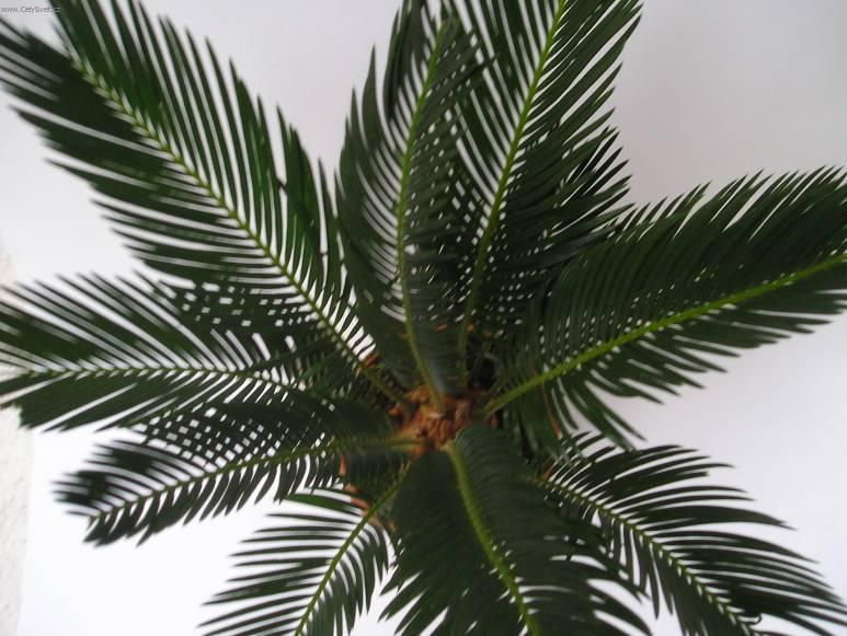 Fotky: Cykas japonsk� (foto, obrazky)