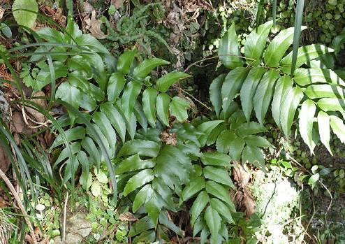 Foto: Cyrtomium, srpovice