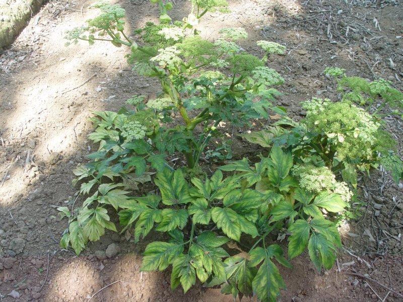 Foto: Dang Gui (Tang Kuej)