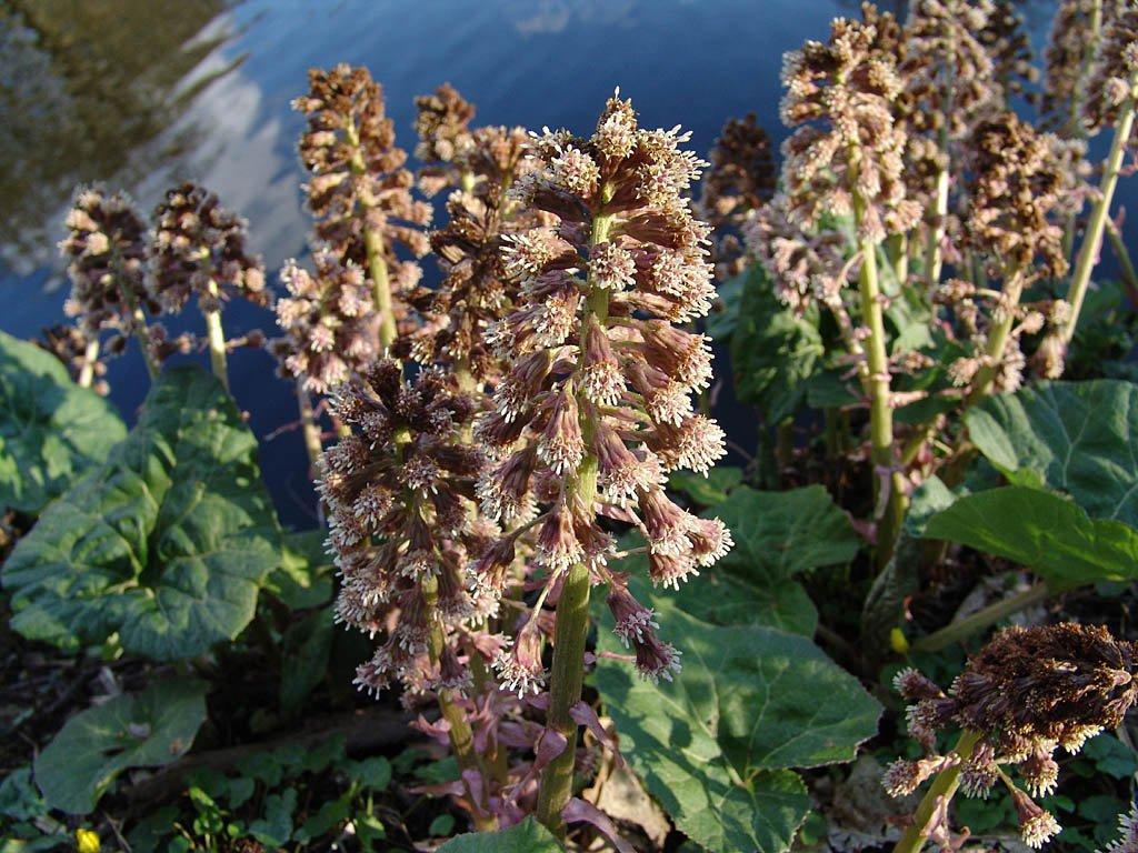 Foto: Dev�tsil L�ka�sk�