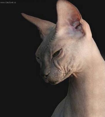 Foto: Donsk� sphynx