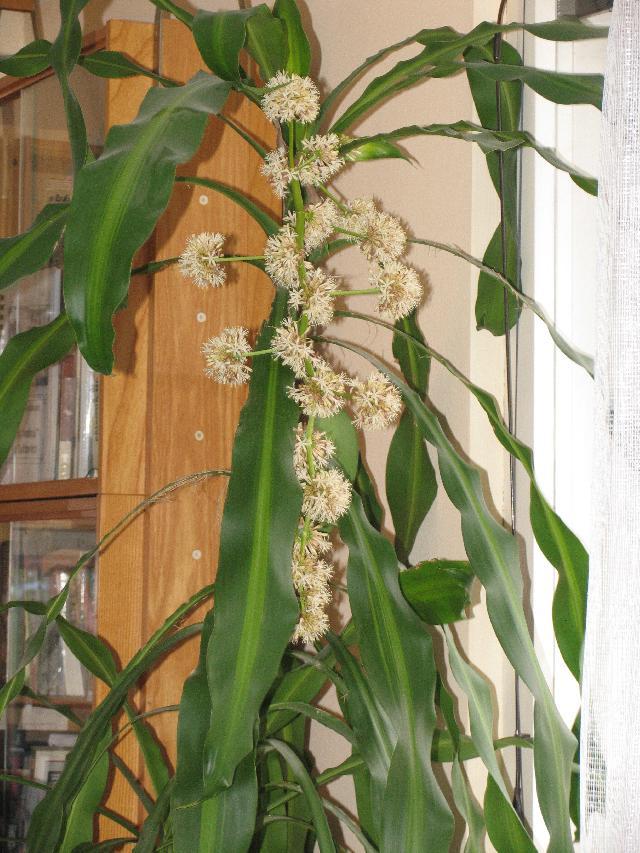 Fotky: Dra�inec, drac�na (foto, obrazky)