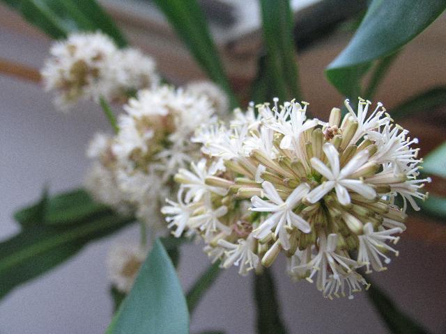 Fotky: Dra�inec, drac�na (foto, obrazky)