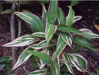 Foto: Dra�inka, kordyline