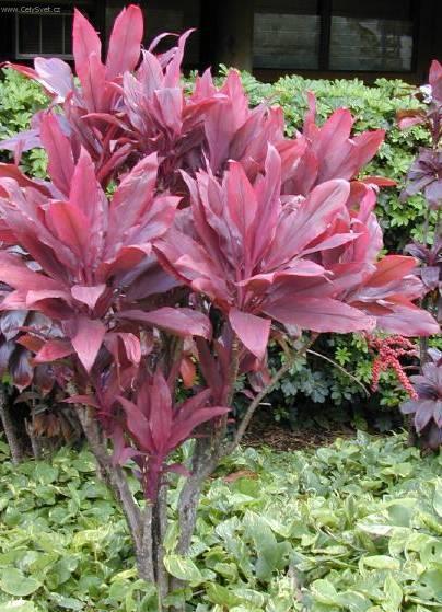 Foto: Dra�inka, kordyline