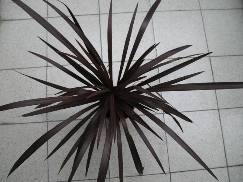 Fotky: Dra�inka, kordyline (foto, obrazky)