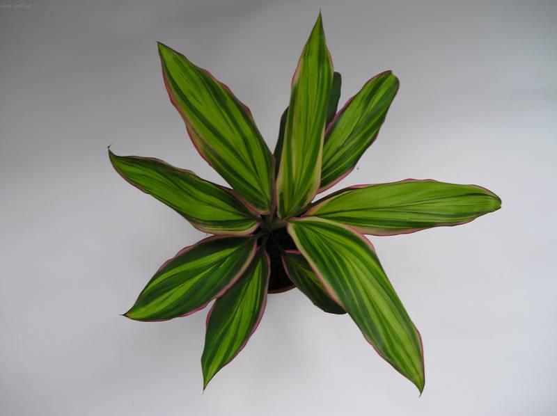 Fotky: Dra�inka, kordyline (foto, obrazky)