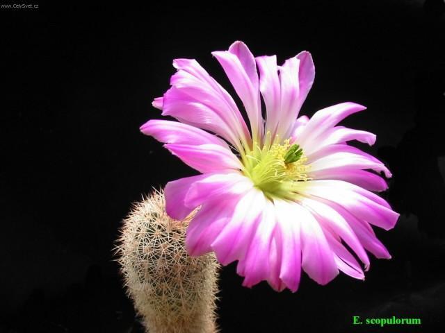 Foto: Echinocereus-Pestitel: Petr Sch�n