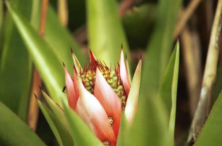 Fotky: �chmea (foto, obrazky)