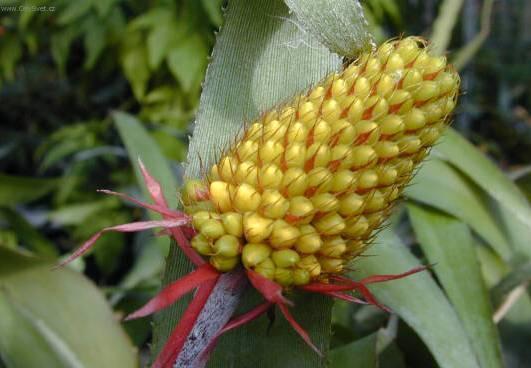 Fotky: �chmea (foto, obrazky)