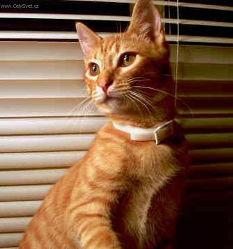 Foto: Egyptsk� mau